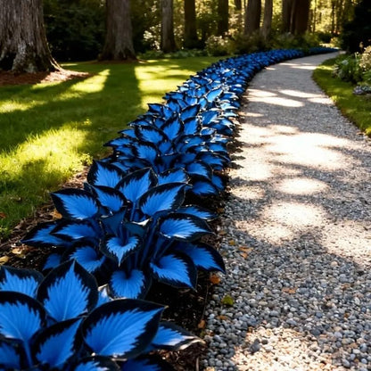 100pcs Hosta Seeds -  Perennial Flower Seeds for Shade Gardens, Long Blooming Plants for Ground Cover & Containers, Ideal for Shaded Pathways and Borders