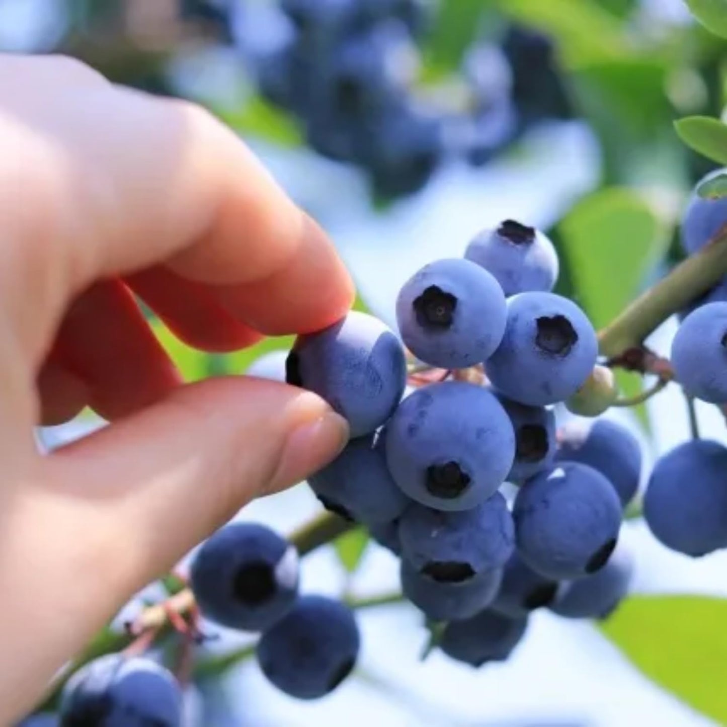 498Pcs Heirloom Blueberry Seeds Delicious, Nutrient-Dense Berries Friut| Perennial, Ideal for Pots or Raised Beds