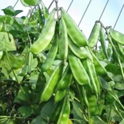 8Pcs Thrives In City Garden Environments Hyacinth Bean Seeds Adaptable To Urban Conditions
