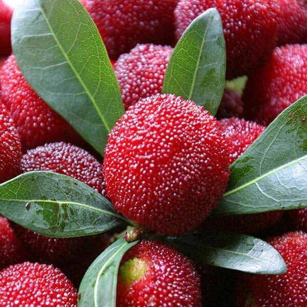 10Pcs Bayberry Seeds Made for home planting create compact rounded canopy ornamental accents across courtyard, yard and garden areas
