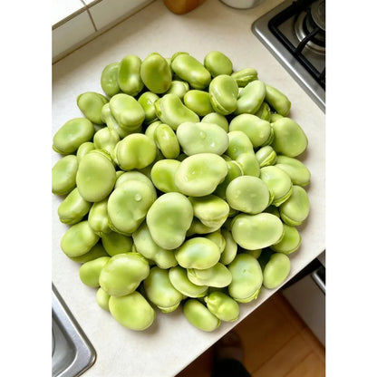 5pcs Fava Bean Seeds Friendly for new gardeners grow into full neat upright bushy clumps with steady seasonal development