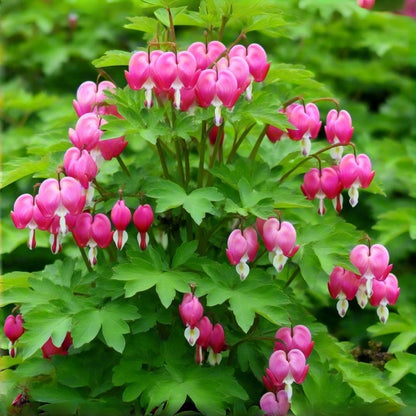 20Pcs Bleeding Heart Seeds Fragrant  Low-Maintenance Shade-Loving Perennial for Garden Landscaping