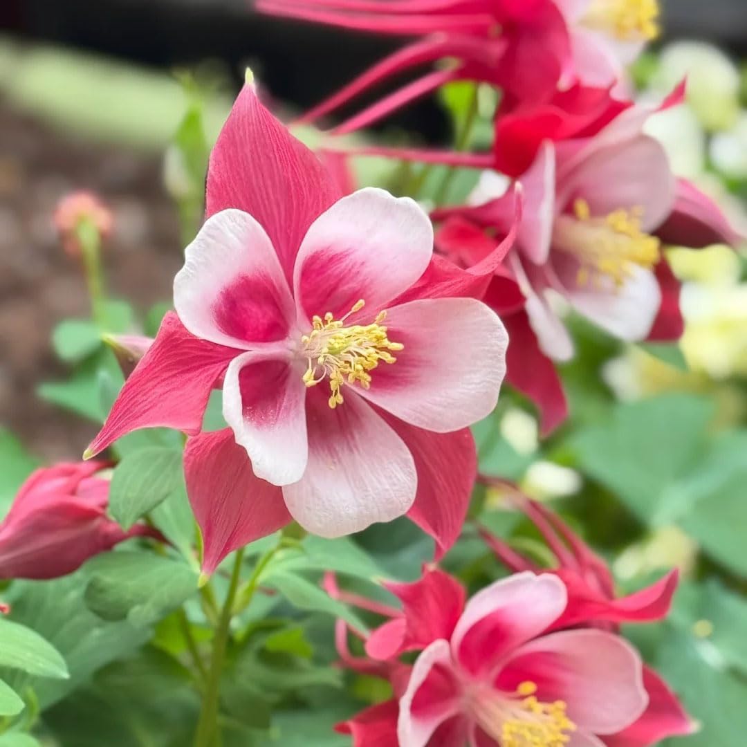 200pcs Columbine Flower Seeds for Planting, Perennial Flower Plants, Non-GMO Heirloom Aquilegia Seed for Bonsai Decoration, Home Garden