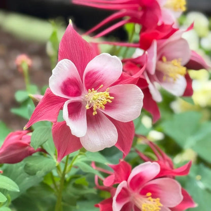 200pcs Columbine Flower Seeds for Planting, Perennial Flower Plants, Non-GMO Heirloom Aquilegia Seed for Bonsai Decoration, Home Garden