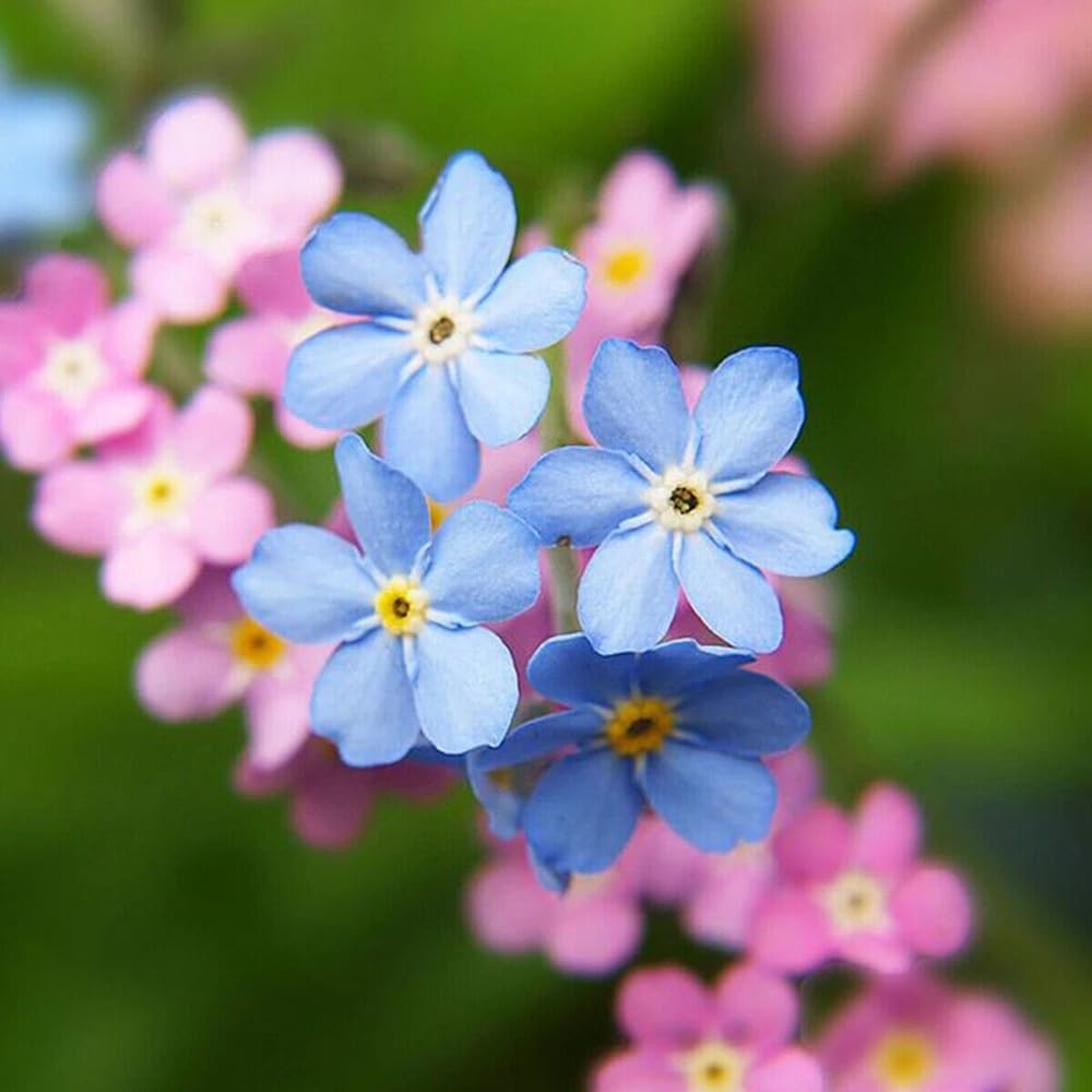 500Pcs Forget Me Not Seeds perfect for mass sowing in yard margins, path sides and quiet garden corners