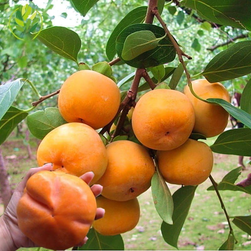 50Pcs Persimmon Seeds Slow-Growing & Long-Lived, High Germination for Garden & Yard Decoration