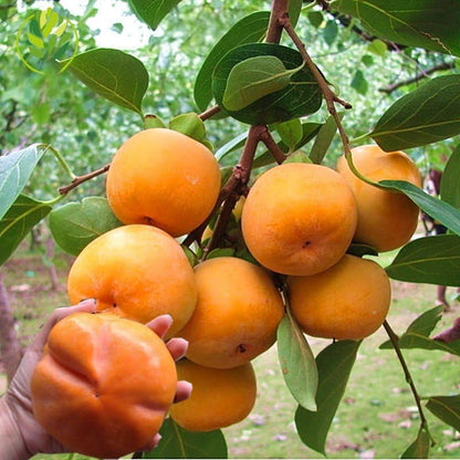 50Pcs Persimmon Seeds Slow-Growing & Long-Lived, High Germination for Garden & Yard Decoration