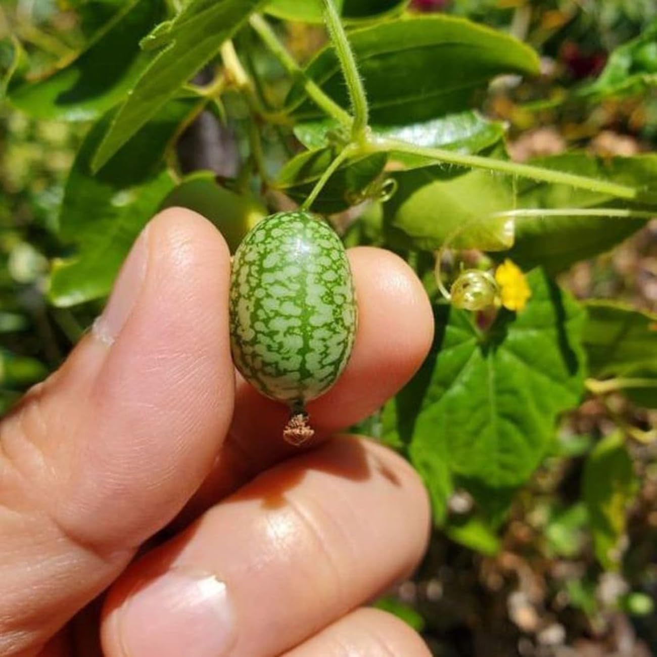50Pcs Mini Thumb Watermelon Fruit Seeds  for Home Garden Outdoor Yard Farm Seed for Planting