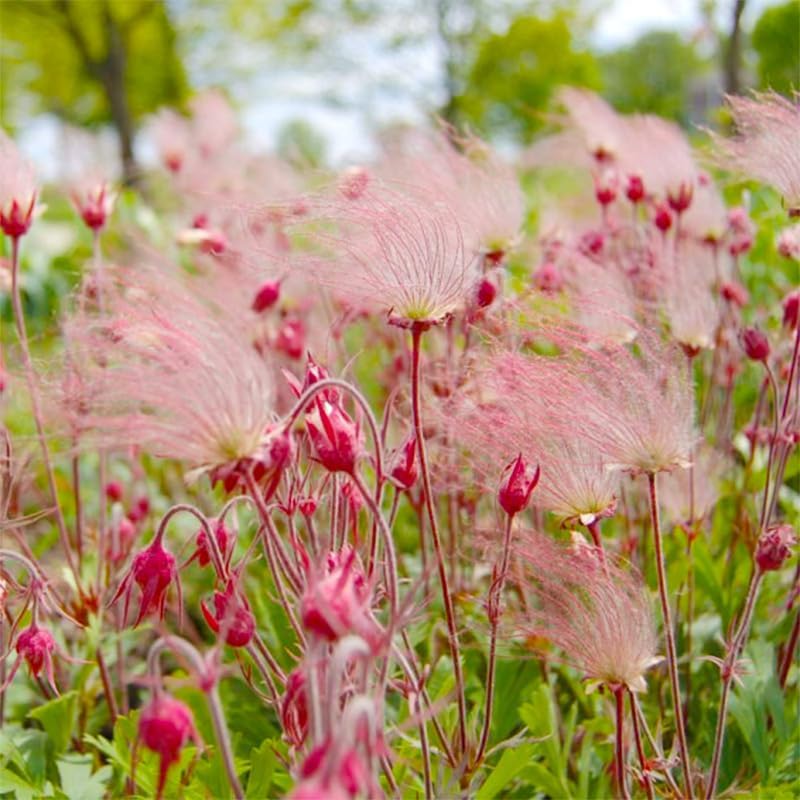 100Pcs Prairie Smoke Seeds perfect for sowing in garden bed margins, rock garden edges and wildflower corner locations