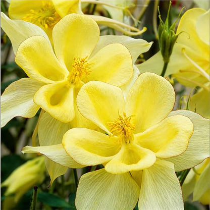 200pcs Yellow Columbine Flower Seeds Non GMO Heirloom, Perennial for Planting Shade & Woodland Gardens Outdoors