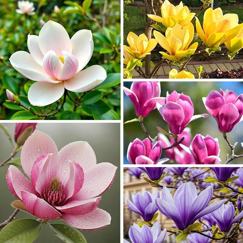 30Pcs Mix Magnolia Flower Seeds for Planting Outdoors - Non-GMO Heirloom Plant Seeds