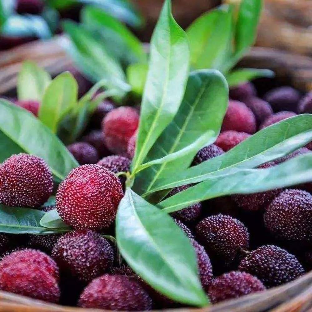 10Pcs Bayberry Bush Seeds for Planting Attracting Shrub Landscaping, Salt & Drought Tolerant Hedge Plant for Garden Outdoor