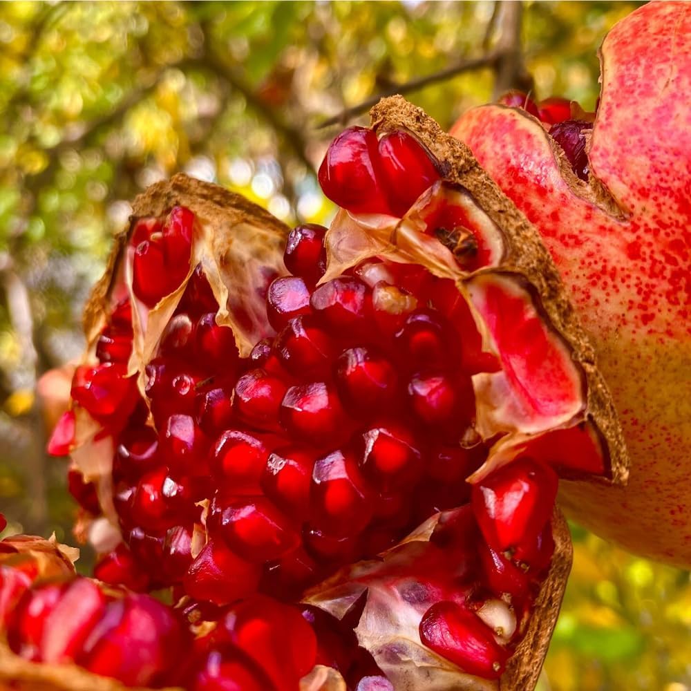 146Pcs Pomegranate Tree Seeds for Planting Easy to Growing for Home Gardens Outdoor