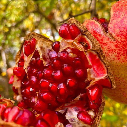 146Pcs Pomegranate Tree Seeds for Planting Easy to Growing for Home Gardens Outdoor