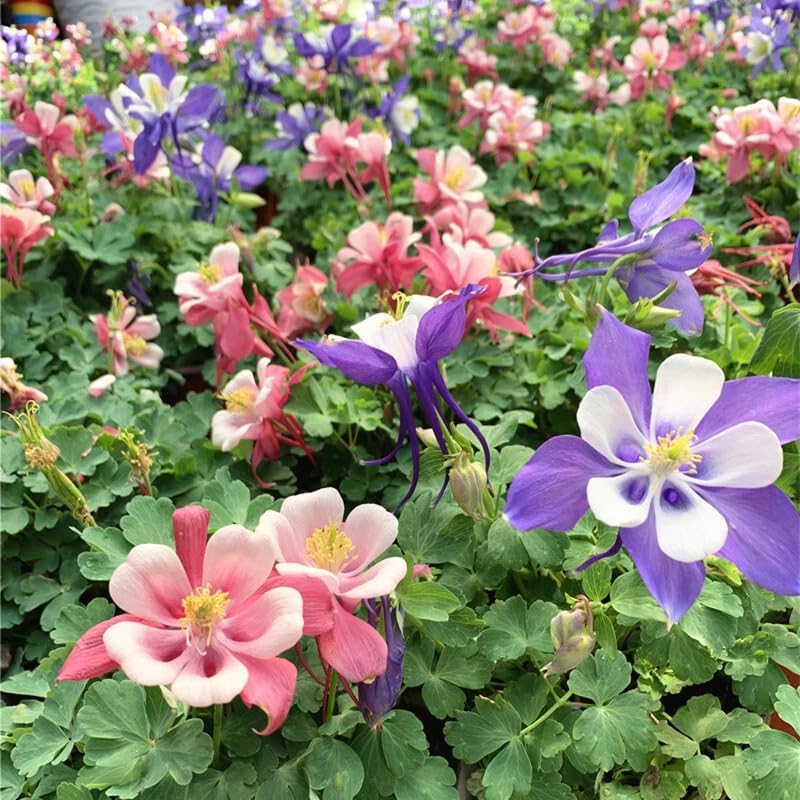200pcs Columbine Seeds Perennial Non-GMO Flower Seeds That Attract Hummingbirds, Bees & Butterflies for Gardens, Borders, Cut Flowers & Pollinator Beds