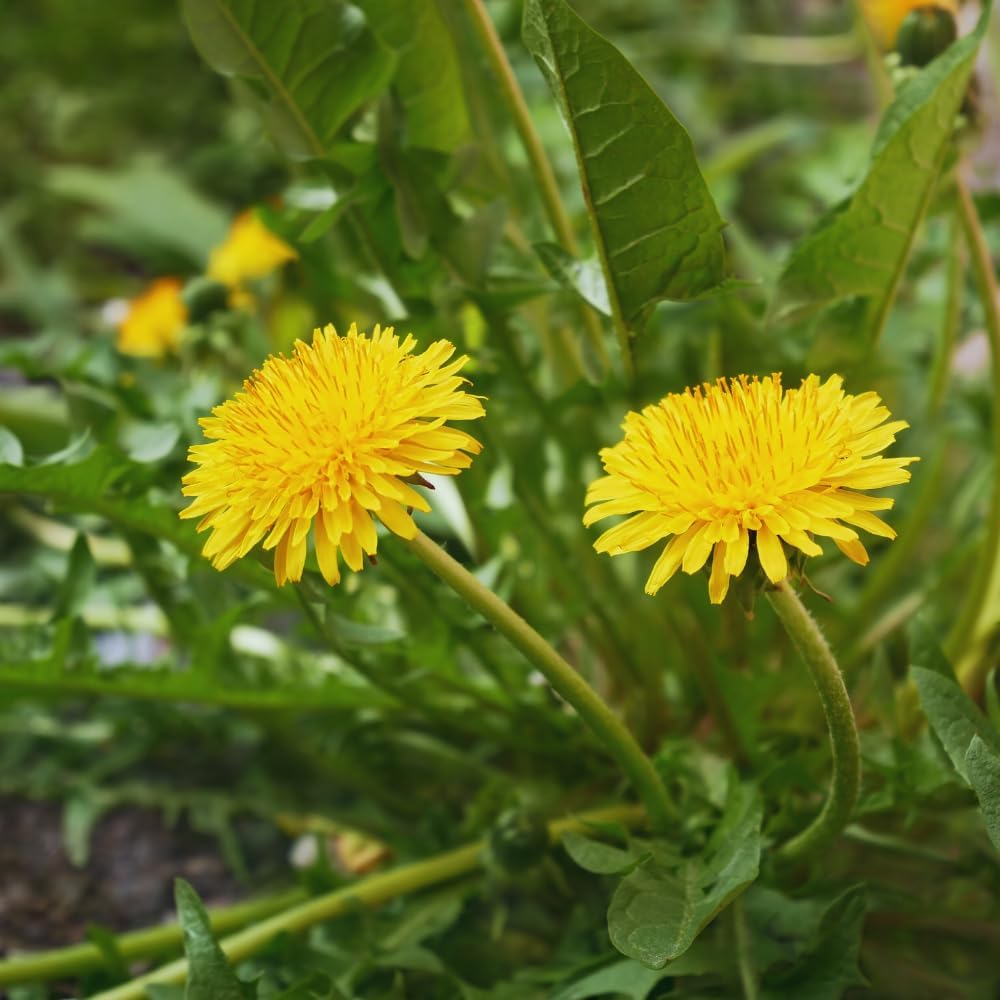 Dandelion Seeds for Planting 1000 Heirloom Medicinal Herb Seeds Non GMO Grow