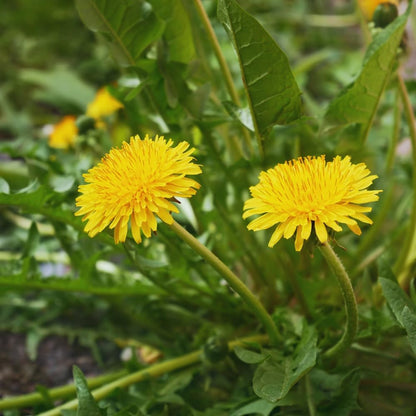 Dandelion Seeds for Planting 1000 Heirloom Medicinal Herb Seeds Non GMO Grow