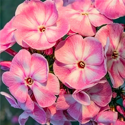 500pcs Creeping Phlox Seeds for Planting,Bright Perennial Creeping Phlox Seeds- Ground Cover Plants Seed Non-GMO Heirloom for Outdoors