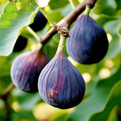 250Pcs Perennial King Figs Fruit Seeds for Planting - Non-GMO Heirloom Seeds