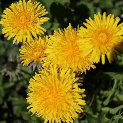 Dandelion Seeds for Planting 1000 Heirloom Medicinal Herb Seeds Non GMO Grow