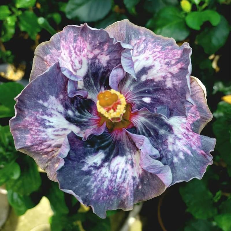 100pcs Mixed Hibiscus Seeds Planting Outdoor- Perennial Non-GMO Heirloom Hibiscus Flowers Plant for Your Garden Home