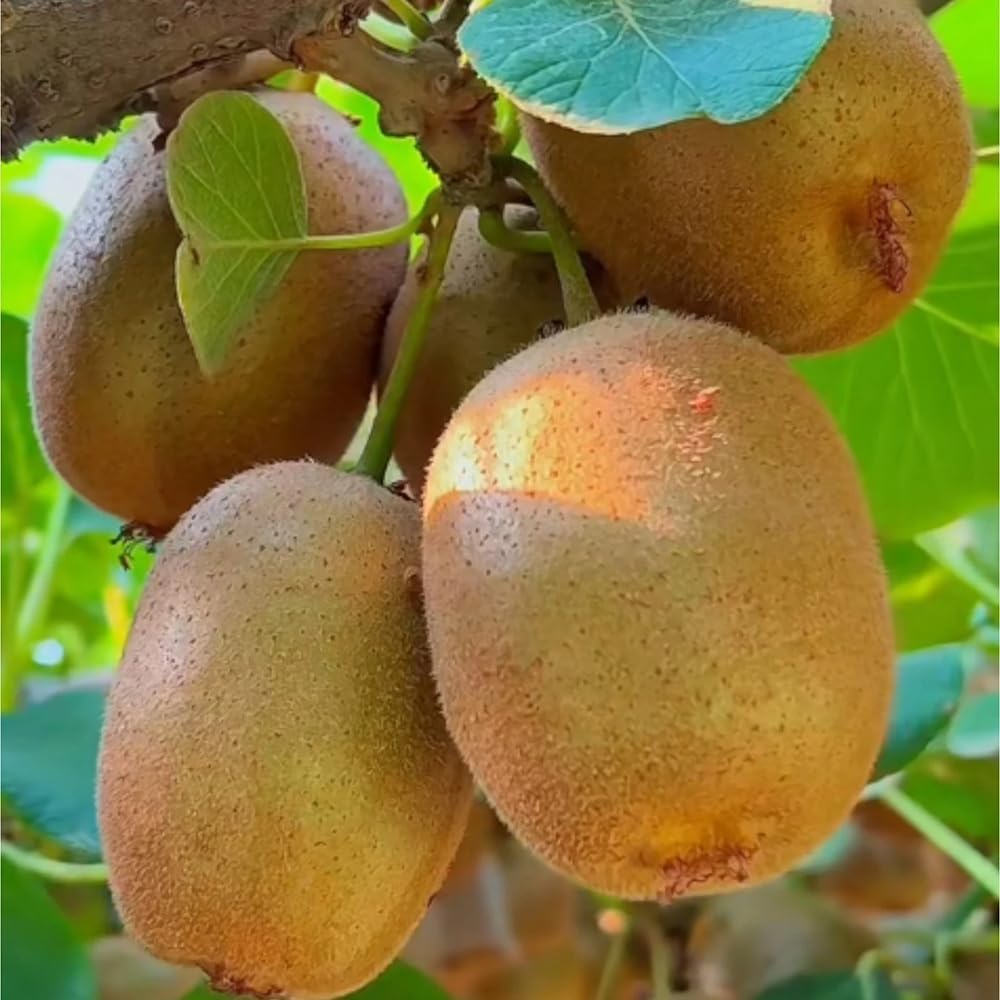 200Pcs Kiwifruit Seeds Great For Cultivating Creates A Polished Look In Informal Garden Yards