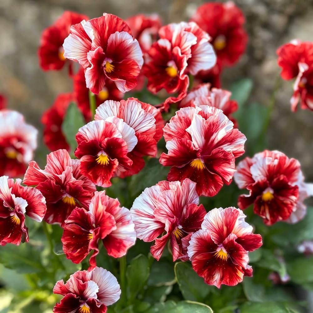 100Pcs Giant Perennial Mixed Pansy Seeds for Planting Outdoors,Fragrant Pansy Flower Seeds,Cool Weather Viola Flowers Seed Non-GMO Heirloom Winter Blooming for Home Outdoor Garden