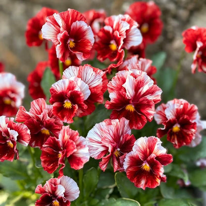 100Pcs Giant Perennial Mixed Pansy Seeds for Planting Outdoors,Fragrant Pansy Flower Seeds,Cool Weather Viola Flowers Seed Non-GMO Heirloom Winter Blooming for Home Outdoor Garden