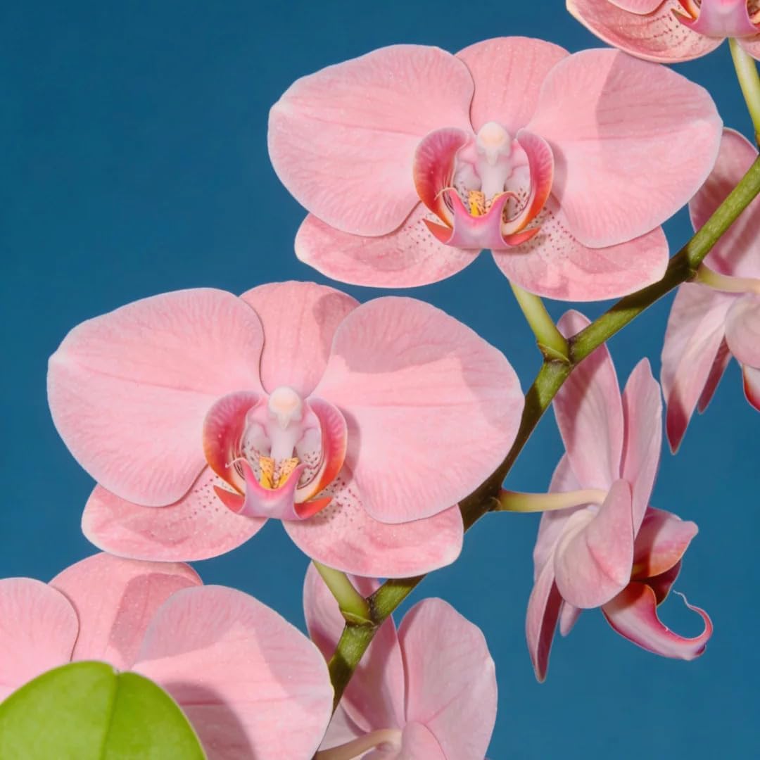 100pcs Orchid Flower Seed for Planting,  Perennial Plant Seed, Non-GMO Heirloom Flower Seed for Home Garden Outdoor