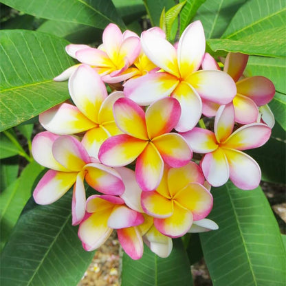 100pcs Mix Plumeria Seeds for Planting in Home Garden - Non-GMO Seeds