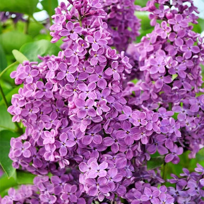 50Pcs Mix Lilac Flower Seeds for Planting- Fragrant Flowers Flower Perennial Bush Bonsai Plants