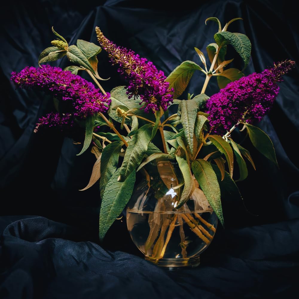 300 Black Purple Butterfly Bush seeds, Fragrant Flowering Garden Plants, Ornamental Flowering Bush, 3–5'' Tall Starter Plant