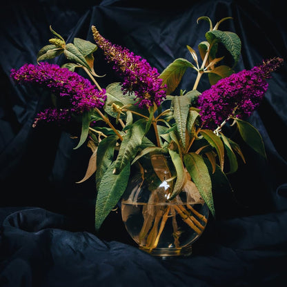 300 Black Purple Butterfly Bush seeds, Fragrant Flowering Garden Plants, Ornamental Flowering Bush, 3–5'' Tall Starter Plant