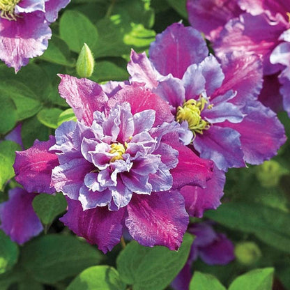 100pcs Clematis Seeds Bloom Climbing Perennial Flowers Seed Flower Vine Climbing Perennial