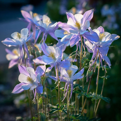 200pcs Blue Columbine Seeds Flowers  Low Maintenance Growth Ideal For Busy Home Landscape Gardeners