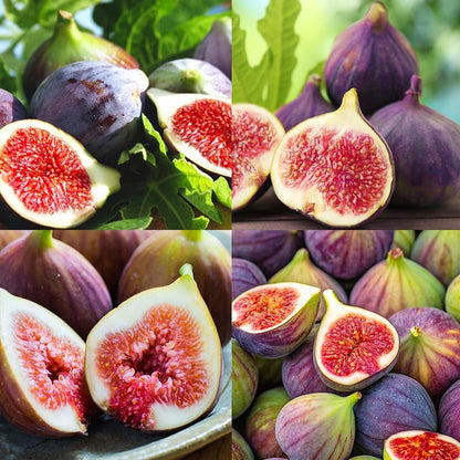 250Pcs Perennial King Figs Fruit Seeds for Planting - Non-GMO Heirloom Seeds