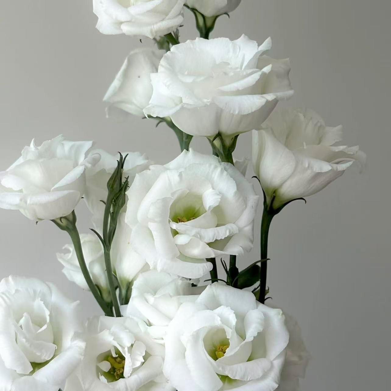 100pcs Lisianthus Seeds for Cut Flower Gardens  Annual for Growing Rose-Like Blooms on Long Stems for Bouquets, Borders and Containers, Ideal for Floral Arrangements