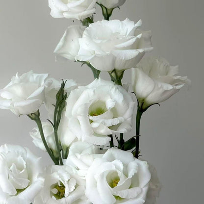 100pcs Lisianthus Seeds for Cut Flower Gardens  Annual for Growing Rose-Like Blooms on Long Stems for Bouquets, Borders and Containers, Ideal for Floral Arrangements
