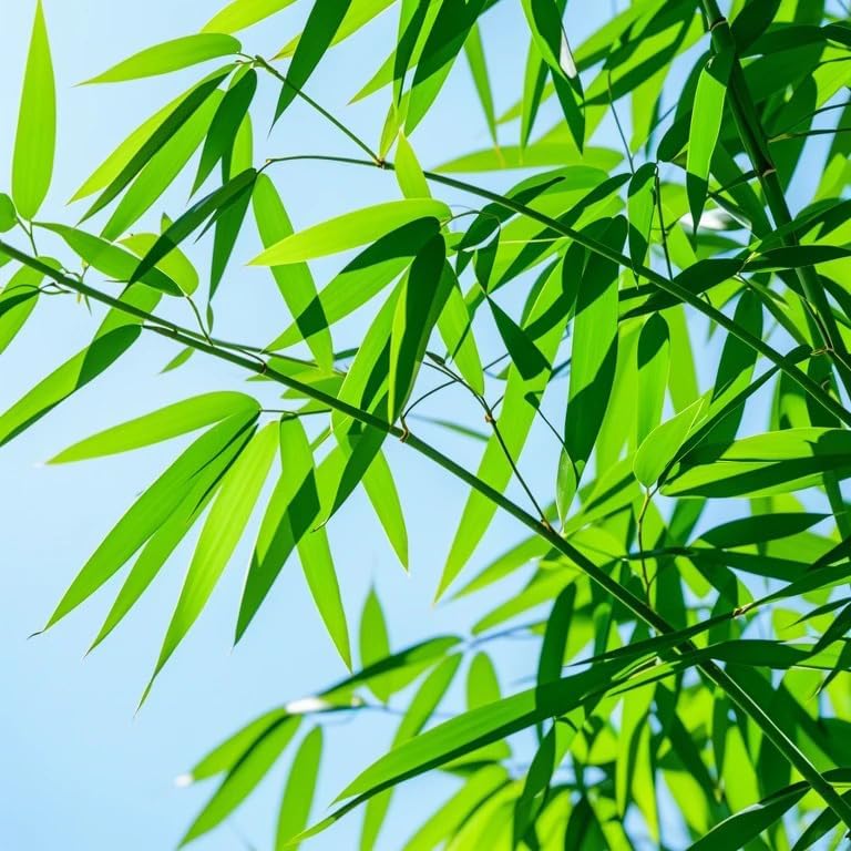 100Pcs Bamboo Seeds for Planting Exotic and Fast Growing, Green Bamboos for Indoor or Outdoor