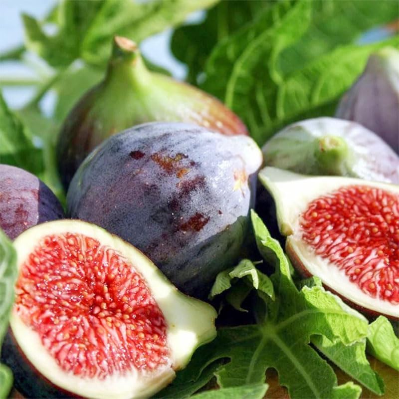 250Pcs Perennial King Figs Fruit Seeds for Planting - Non-GMO Heirloom Seeds