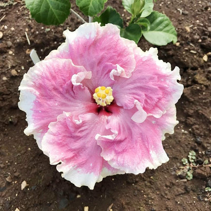 100pcs Mixed Hibiscus Seeds Planting Outdoor- Perennial Non-GMO Heirloom Hibiscus Flowers Plant for Your Garden Home