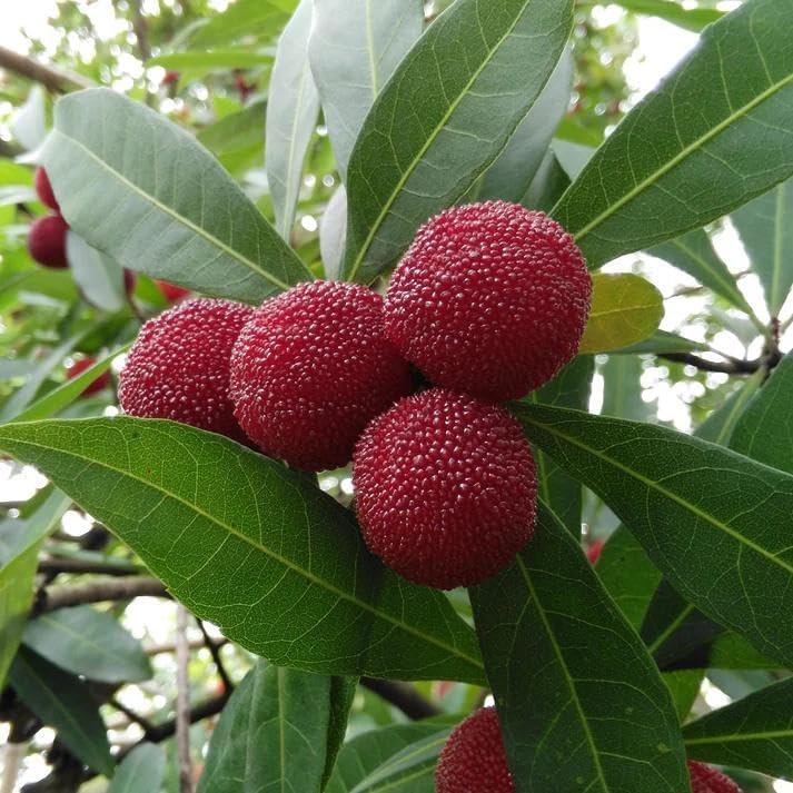 10Pcs Bayberry Seeds Made for home planting create compact rounded canopy ornamental accents across courtyard, yard and garden areas