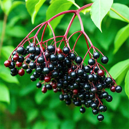 190Pcs Elderberry Seeds for Planing - Non-GMO Heirloom Black Elderberry Seeds for Planting Outdoor