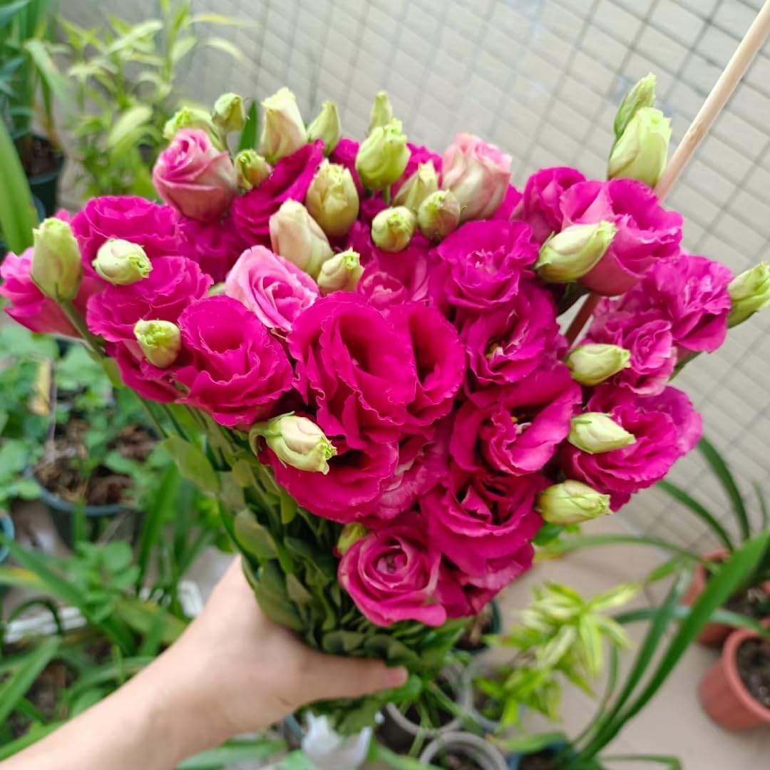 100Pcs Lisianthus Seeds adapting well to full sun and mild sheltered outdoor growing conditions