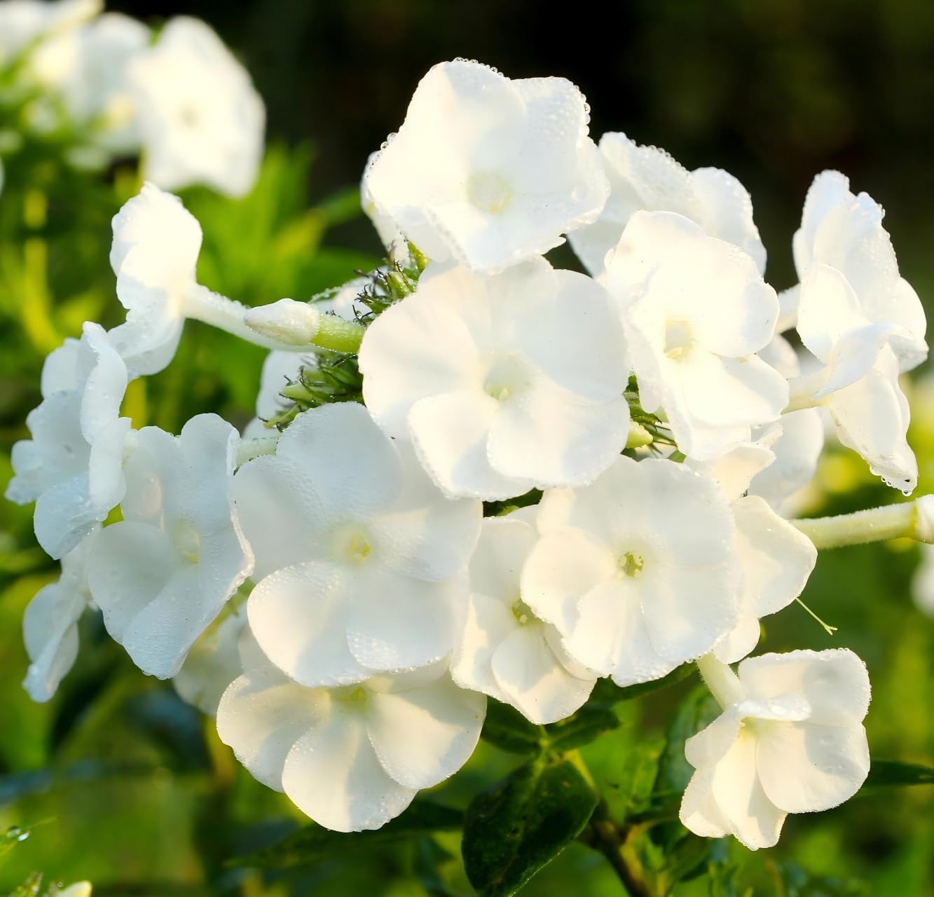 500pcs White Creeping Phlox Seeds for Planting,  Evergreen Fragrant Ground Cover Non-GMO Heirloom Blooms for Garden Borders, Containers & Pollinator Gardens