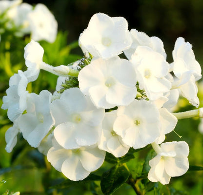 500pcs White Creeping Phlox Seeds for Planting,  Evergreen Fragrant Ground Cover Non-GMO Heirloom Blooms for Garden Borders, Containers & Pollinator Gardens