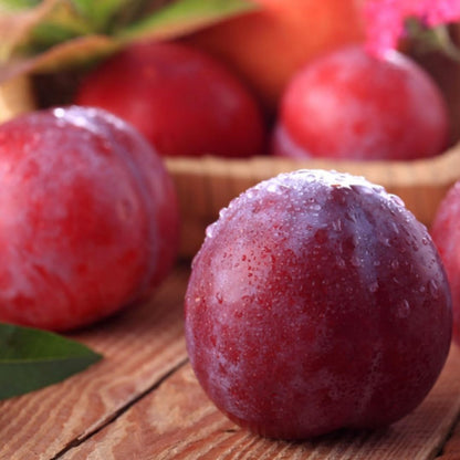 10Pcs Plum Seeds grow steadily with regular watering and ample natural sunlight exposure