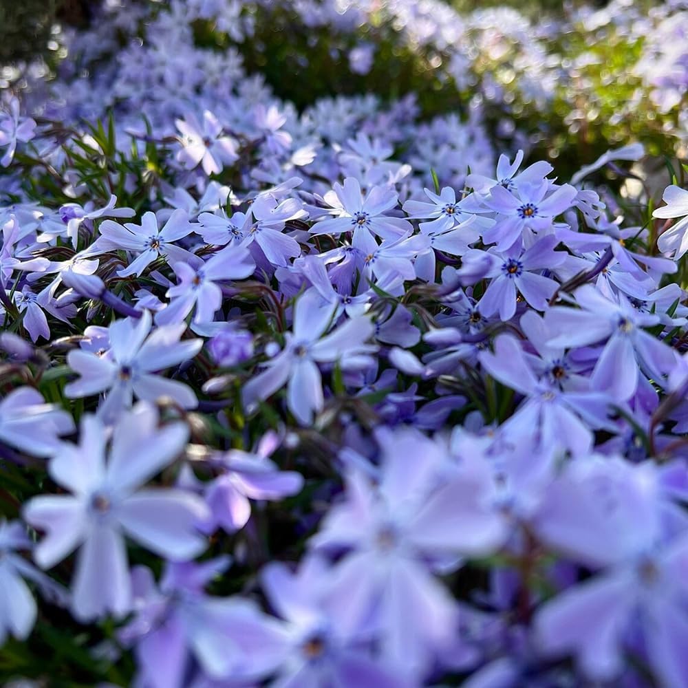 500pcs Creeping Phlox Seeds Friendly for new gardeners grow into full dense foliage mats with attractive seasonal blooming features