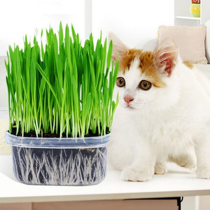 100Pcs Cat Grass Seeds Designed for planting feature upright soft foliage habit for neat indoor container arrangement and pet space matching