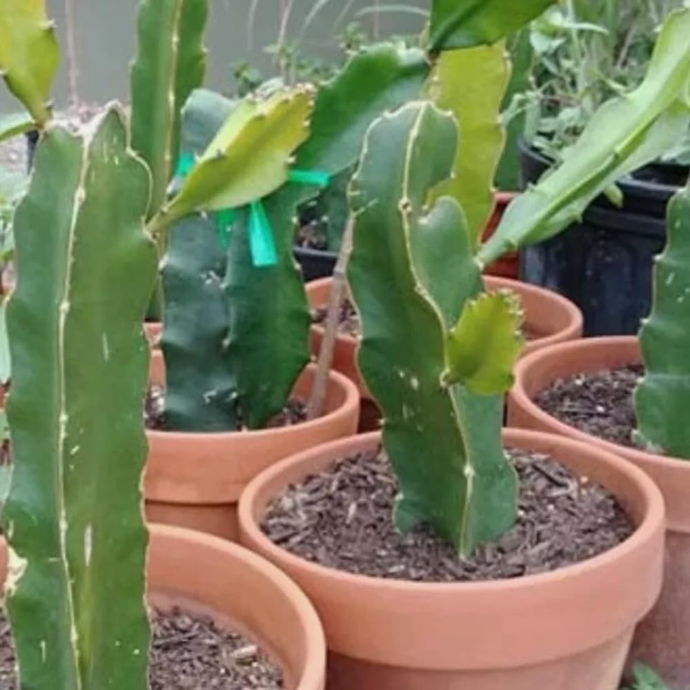 84Pcs Easy to Sow Dragon Fruit Seeds ideal for forming continuous ornamental lines along yard trellises and fence borders